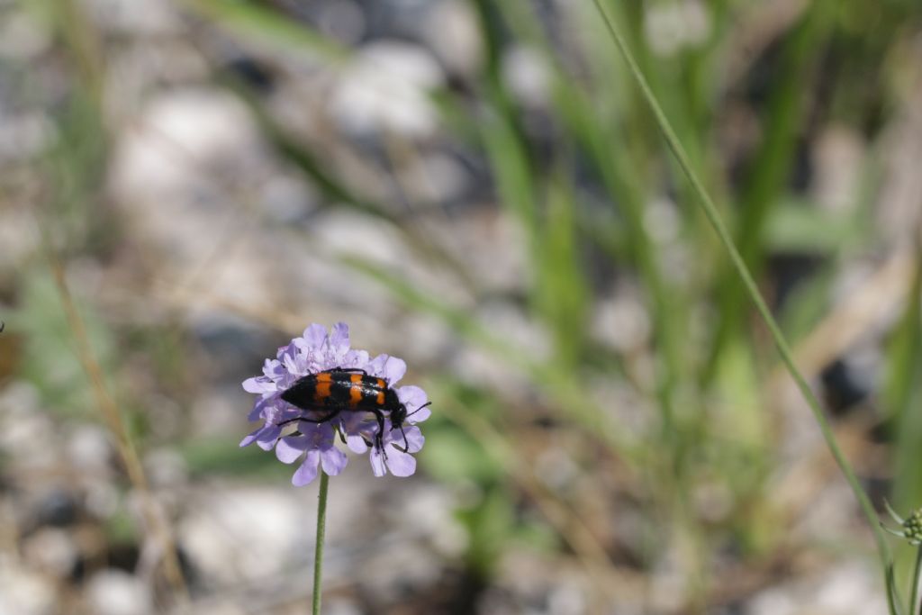 Quale Trichodes? No, Meloidae, aff. Mylabris variabilis